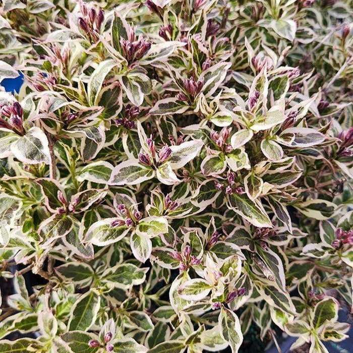 Weigela, My Monet Purple Effect® Weigela