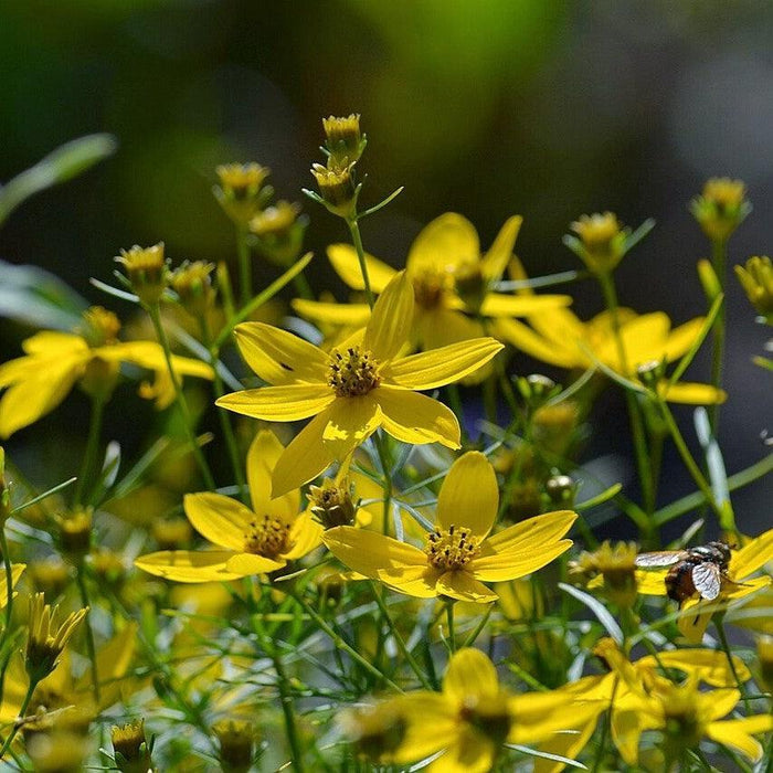 Tickseed, Threadleaf Coreopsis