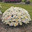 Shasta Daisy, Whoops-a-Daisy Shasta Daisy