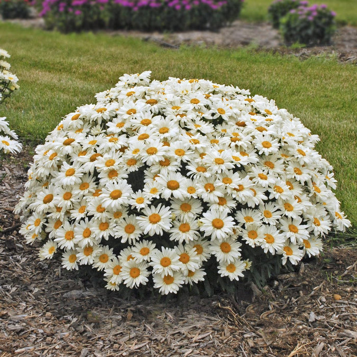 Shasta Daisy, Whoops-a-Daisy Shasta Daisy