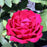 Rose, Chrysler Imperial Rose
