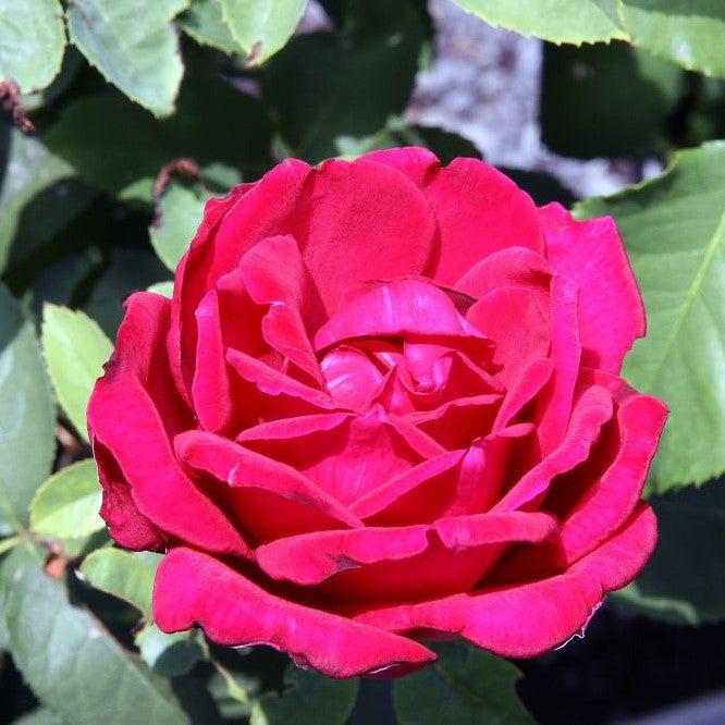 Rose, Chrysler Imperial Rose