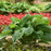 Hosta, PW® Shadowland® Empress Wu Hosta