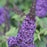 Butterfly Bush, Pugster Blue® Dwarf Butterfly Bush