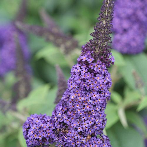 Butterfly Bush, Pugster Blue® Dwarf Butterfly Bush