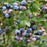 Blueberry, Earliblue Highbush Blueberry