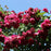 Rose, Blaze Climbing Rose