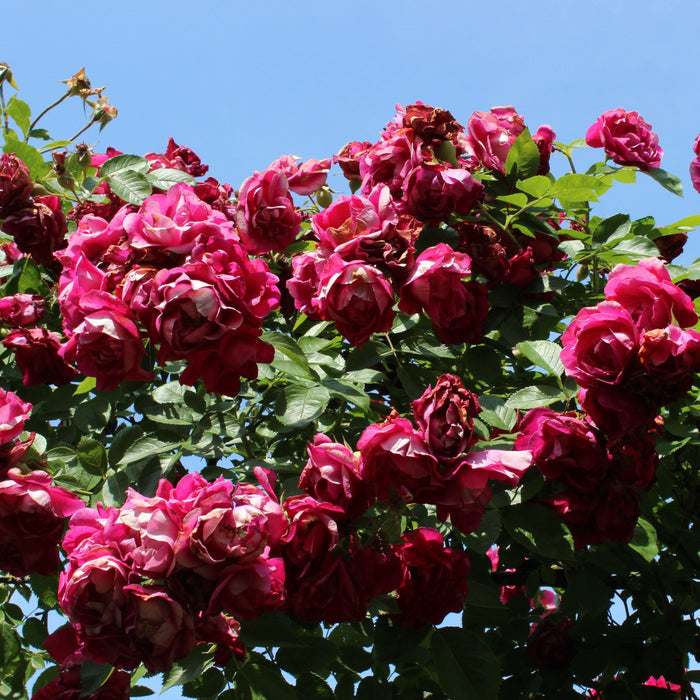 Rose, Blaze Climbing Rose