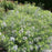 Blue Star, Threadleaf Blue Star, Arkansas Blue Star