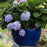 Hydrangea, Endless Summer® The Original Macrophylla Hydrangea