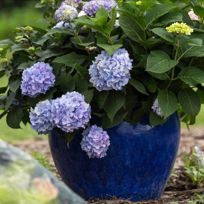 Hydrangea, Endless Summer® The Original Macrophylla Hydrangea