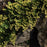 Juniper, Golden Carpet Creeping Juniper