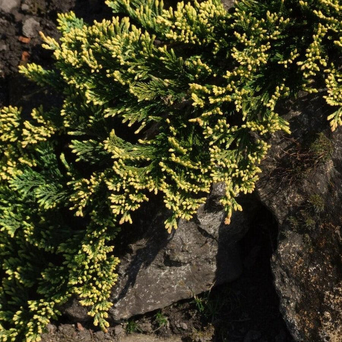 Juniper, Golden Carpet Creeping Juniper
