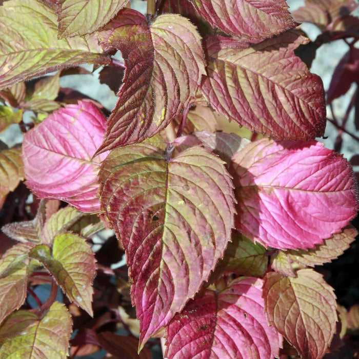 Bee Balm, Raspberry Wine Bee Balm