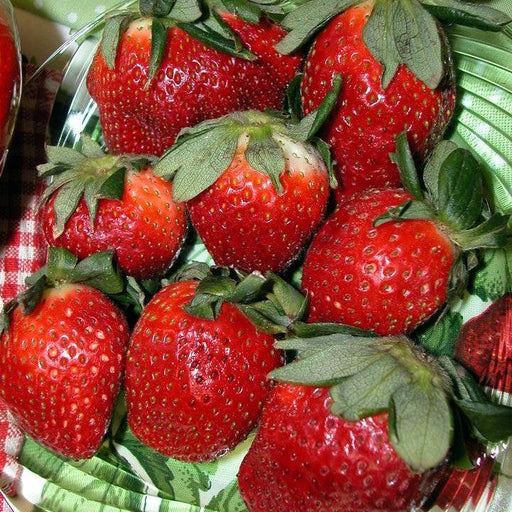 Strawberry, Allstar Strawberry