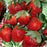 Strawberry, Allstar Strawberry