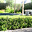 Vaccinium corymbosum hybrid 'ZF08-095' PP 25,467  - Bushel and Berry® BerryBux® Blueberry