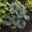 Bugloss, Jack of Diamonds Heartleaf Brunnera