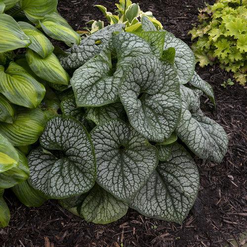 Bugloss, Jack of Diamonds Heartleaf Brunnera