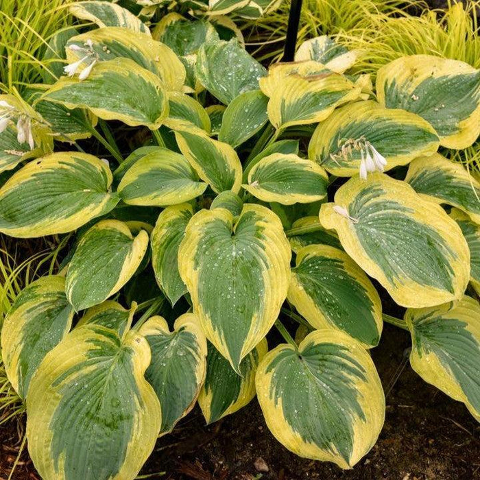 Hosta, PW® Shadowland® Chance Encounter Hosta
