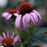 Coneflower, Magnus Echinacea, Coneflower