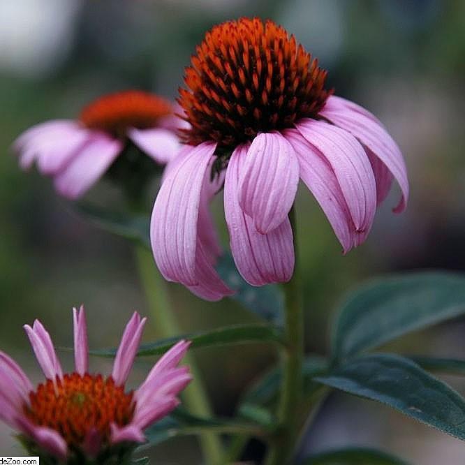 Coneflower, Magnus Echinacea, Coneflower