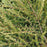 Juniper, Alpine Carpet® Juniper