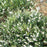 Heather, White
