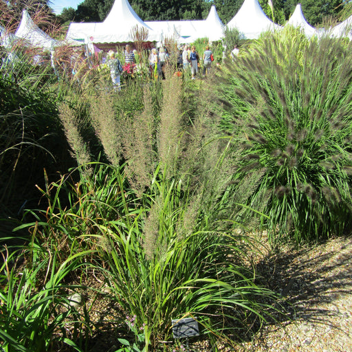 Grass, Reed Grass