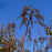 Cohosh, Black Cohosh
