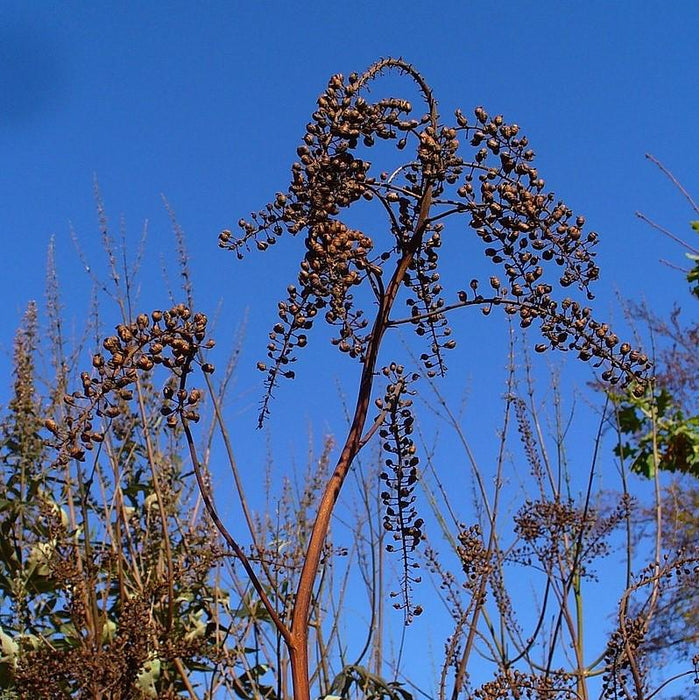 Cohosh, Black Cohosh