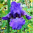 Iris, His Royal Highness Bearded Iris