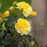 Rose, Easy Elegance® Yellow Submarine Rose