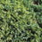 Juniper, Golden Carpet Creeping Juniper