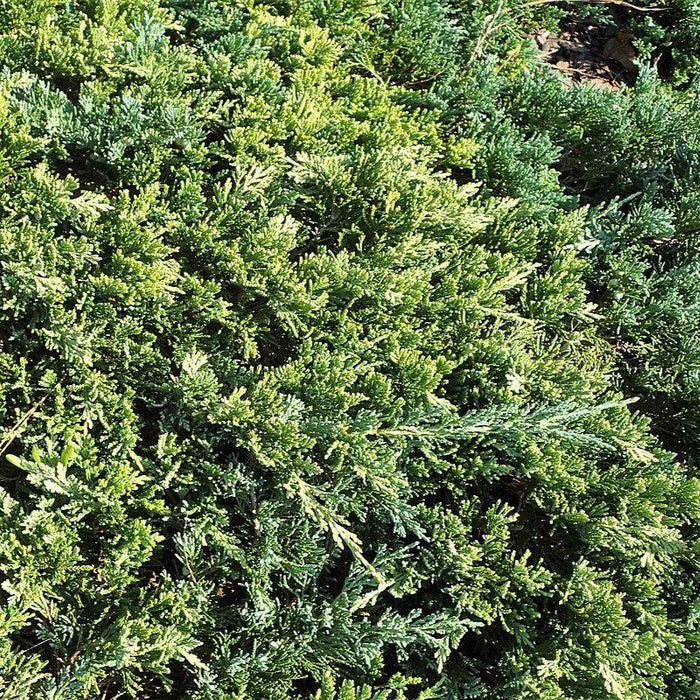 Juniper, Golden Carpet Creeping Juniper