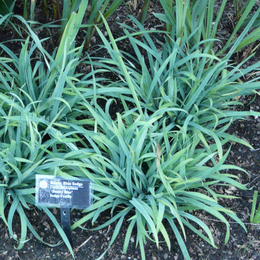 Sedge, Blue Bunny Sedge