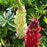 Lupine, Russell Hybrids Mix Lupine