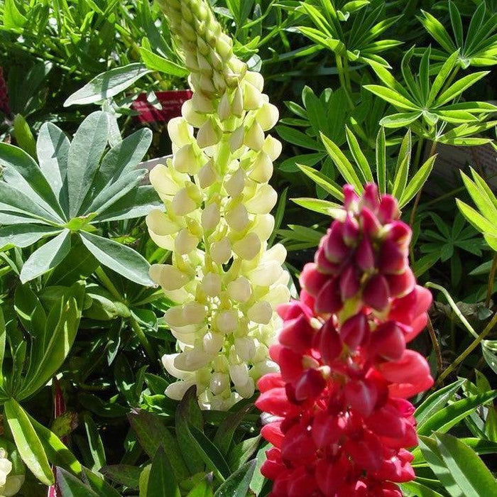 Lupine, Russell Hybrids Mix Lupine