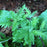 Russian Sage