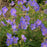 Cranesbill, Johnson's Blue Cranesbill