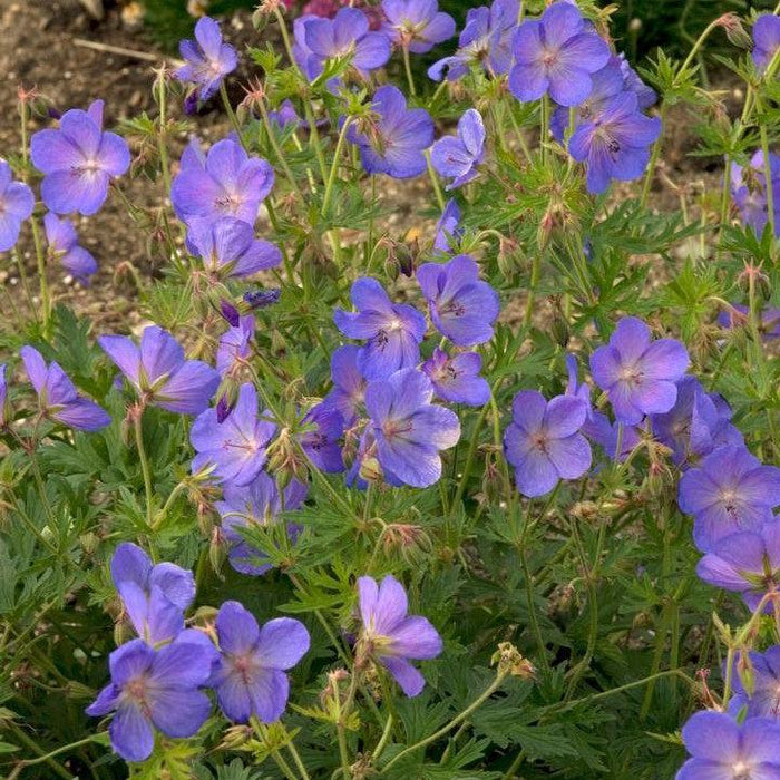 Cranesbill, Johnson's Blue Cranesbill