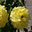 Rose, Sunsprite Floribunda Rose