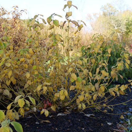 Dogwood, PW® Arctic Fire® Yellow Twig Dogwood