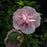 Hibiscus, Pink Chiffon® Rose of Sharon