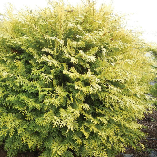 Cypress, Night Light™ Cypress