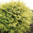 Cypress, Night Light™ Cypress