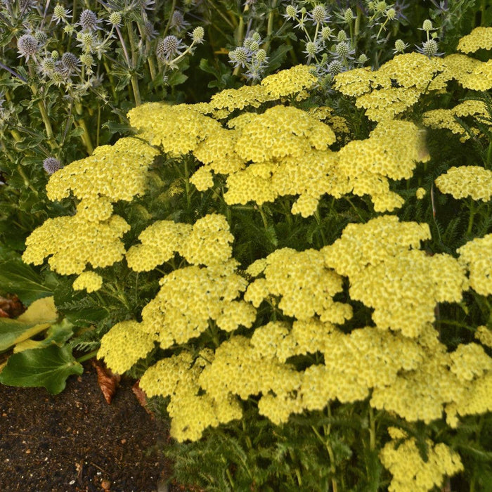 Yarrow, Sunny Seduction Yarrow