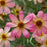 Tickseed, Permathreads™ Shades of Rose Coreopsis