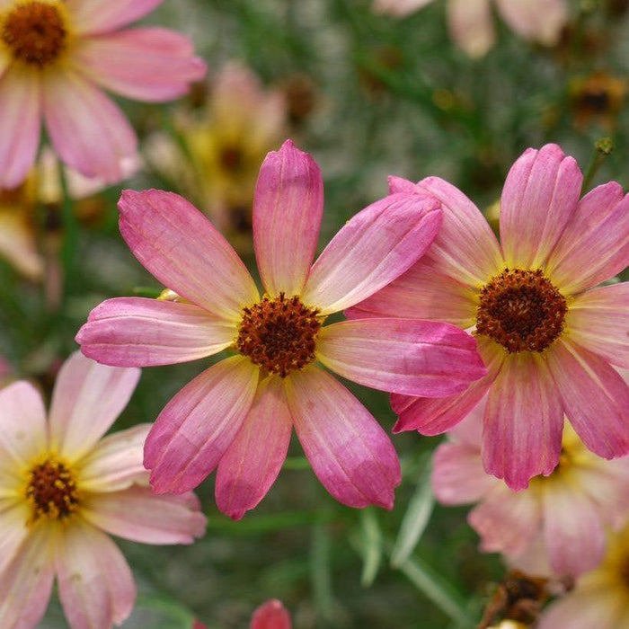 Tickseed, Permathreads™ Shades of Rose Coreopsis