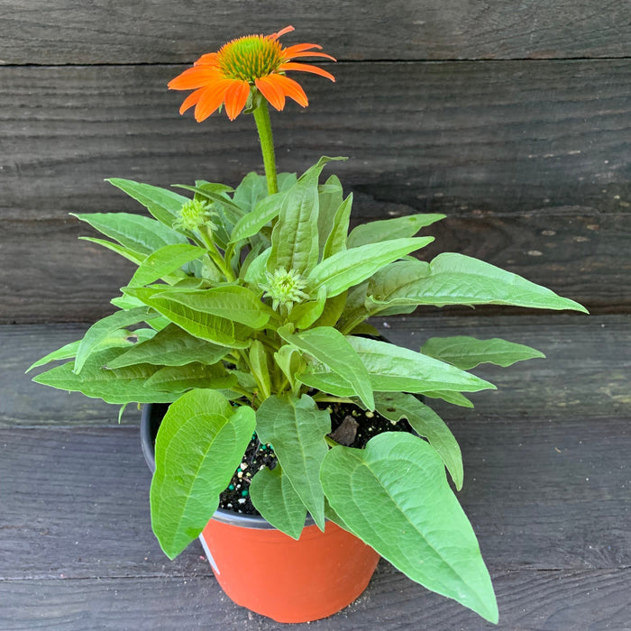 Coneflower, Artisan™ Soft Orange Coneflower